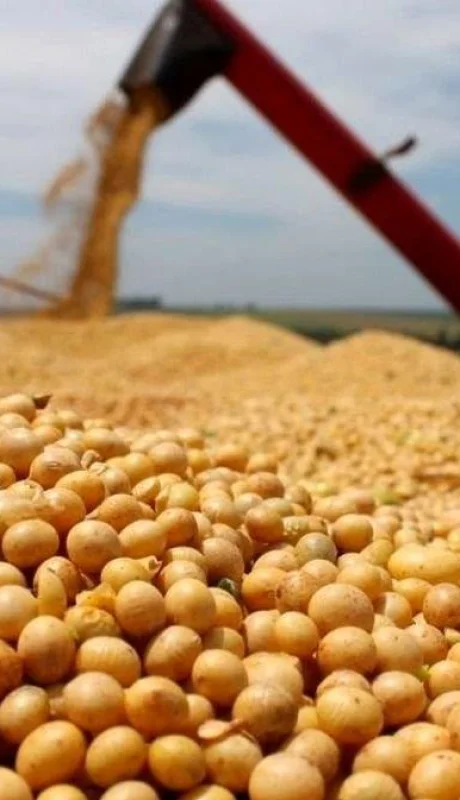 Baja la soja: dejarían de ingresar US$ 7.700 millones al Banco Central