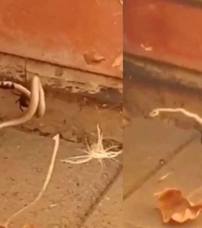 araña-vs-serpiente