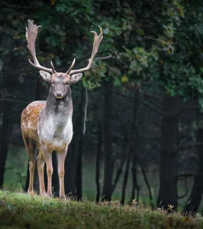 cazador-ciervo-francia-foto-video-ataque-6