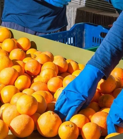 naranjas-productores