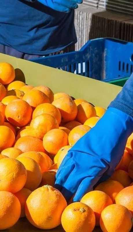 naranjas-productores