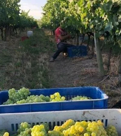 WhatsApp-Image-2020-04-03-at-15.27.48(1)