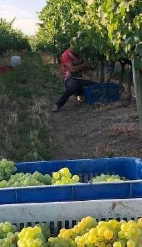 WhatsApp-Image-2020-04-03-at-15.27.48(1)