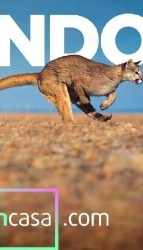 mendoza-en-casa-bienestar-animal