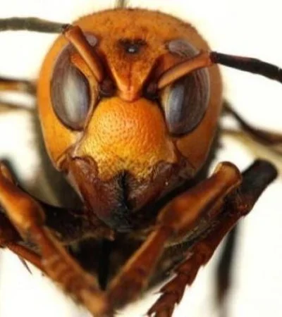 avispa-asesina-argentina-video-peligros