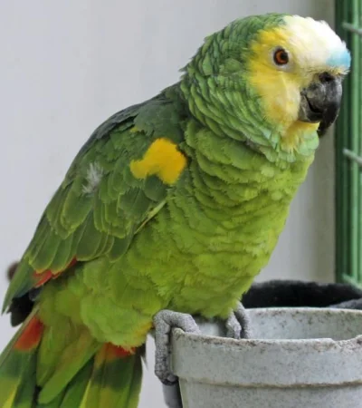 Por qué los loros pueden "hablar" como los humanos