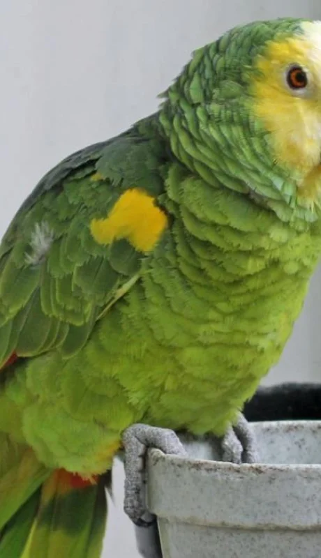 Por qué los loros pueden "hablar" como los humanos