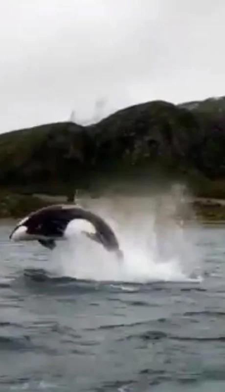 orcas-video-argentina-sur-tierra-del-fuego