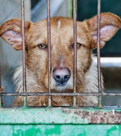 carne-perro-corea-del-norte-fotos-sopa-dangogi