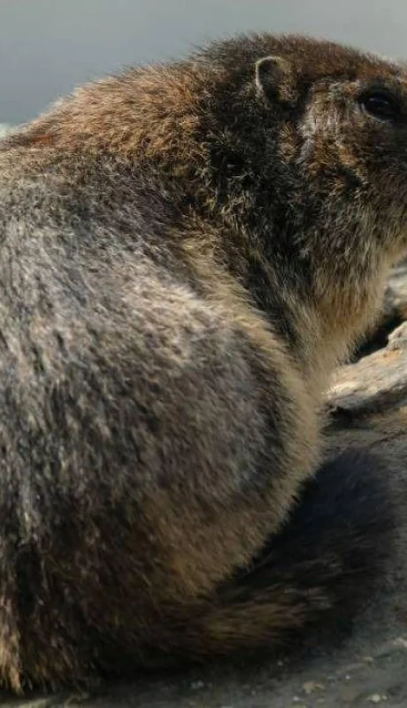 peste-negra-bubónica-mongolia-asia-cuarentena-casos