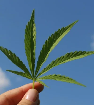 cannabis-la-rioja-proyecto-ley-uso-medicinal-aceite