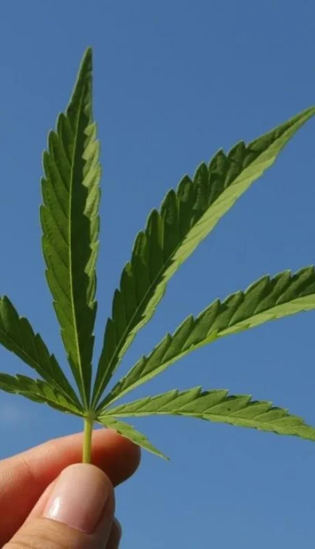 cannabis-la-rioja-proyecto-ley-uso-medicinal-aceite