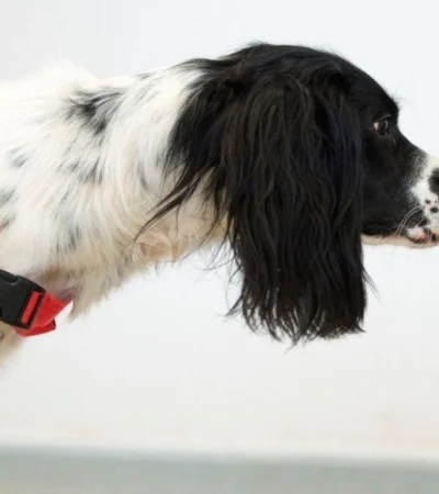 perros-detección-coronavirus-hoy-raza-olfato