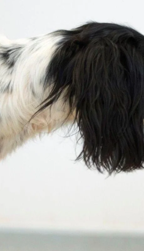 perros-detección-coronavirus-hoy-raza-olfato