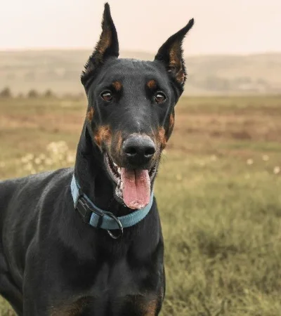 muerte-hombre-maipú-perros-dóberman