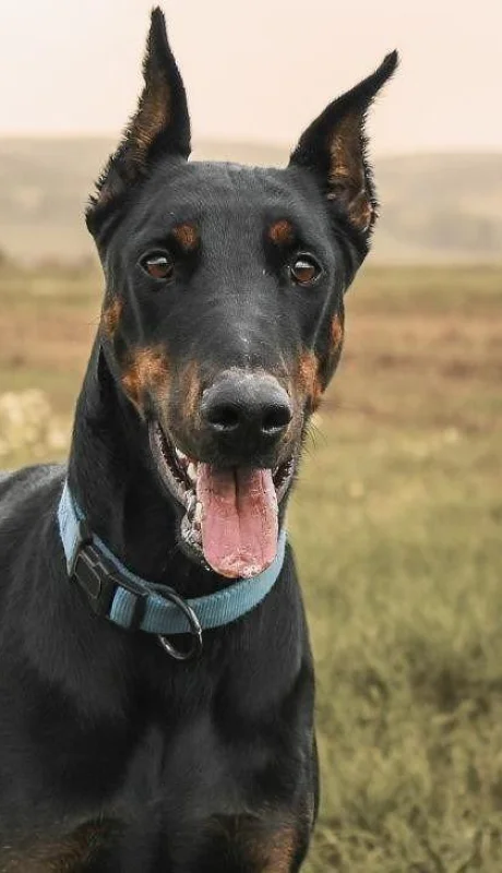 muerte-hombre-maipú-perros-dóberman