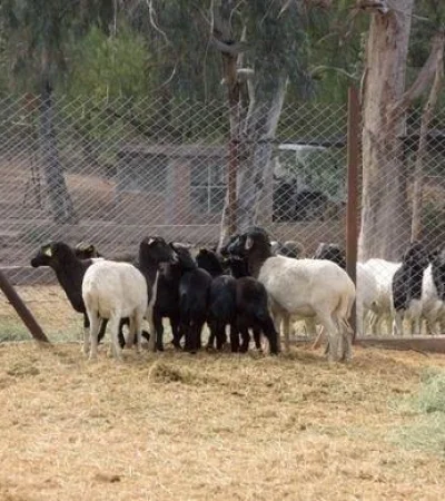 ecoparque-pandemia-mendoza