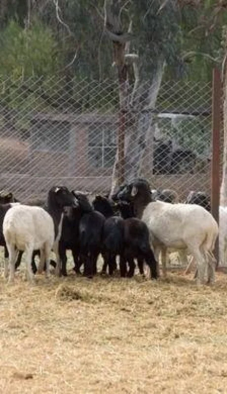ecoparque-pandemia-mendoza