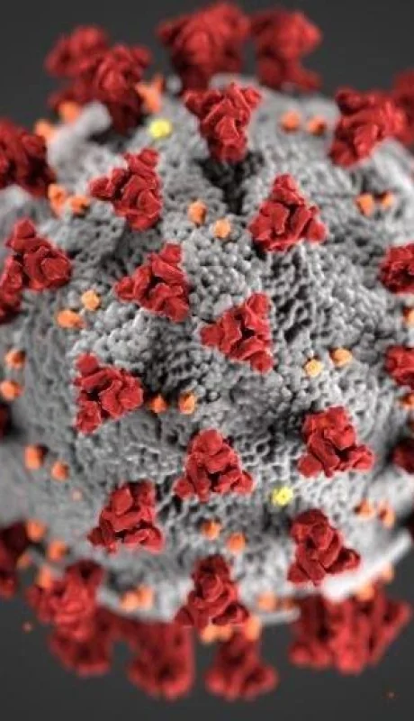 coronavirus-cepas-contagios-estudios-3