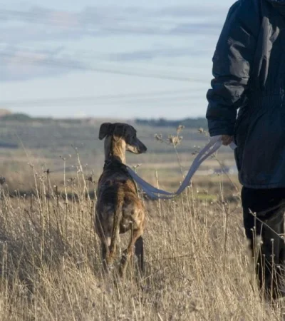 galgo-caza