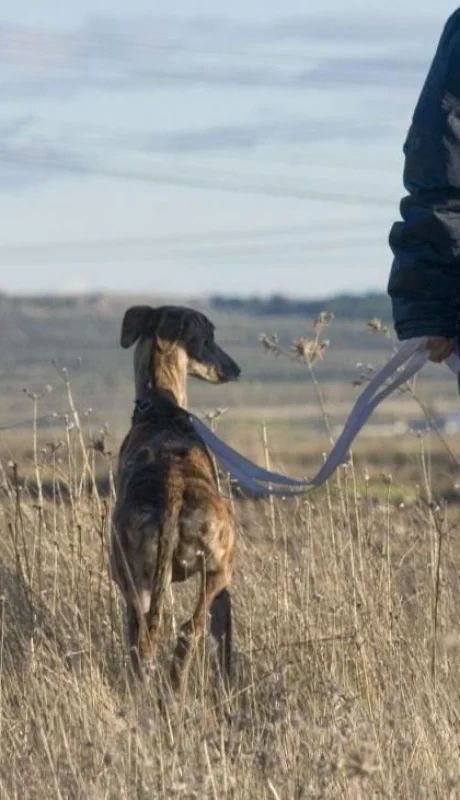 galgo-caza