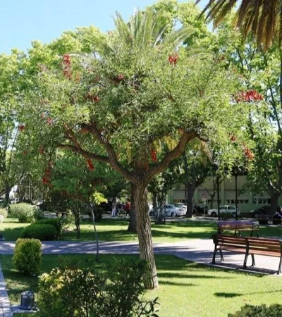 flor-del-ceibo-arboles-