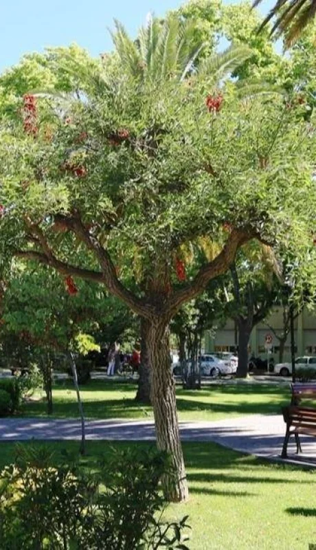 flor-del-ceibo-arboles-