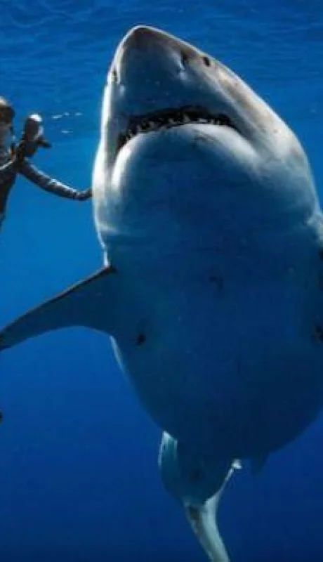 tiburon-blanco-video