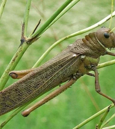 tucura-quebrachera-plaga