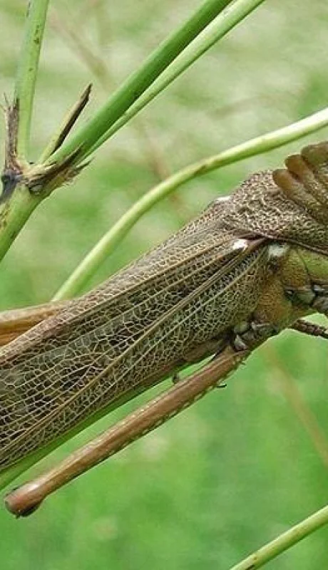 tucura-quebrachera-plaga