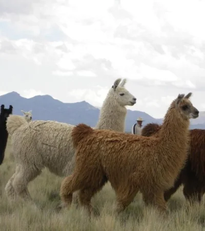 llamas-vacuna-suero-coronavirus-tucuman