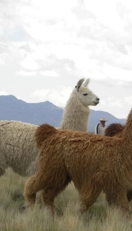 llamas-vacuna-suero-coronavirus-tucuman
