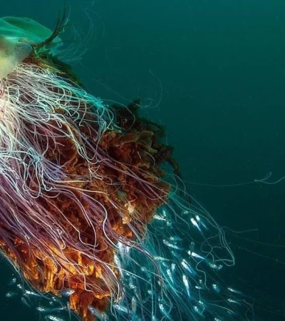 medusa-melena-de-leon