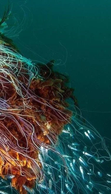 medusa-melena-de-leon