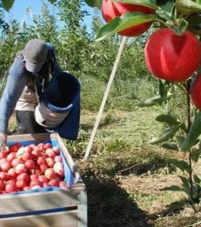 Trabajadores-golondrinas