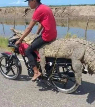 video-cocodrilo-en-moto
