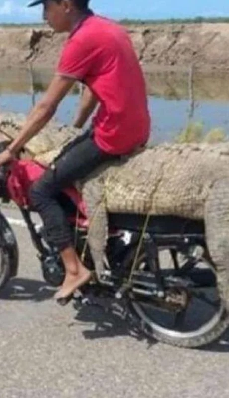 video-cocodrilo-en-moto