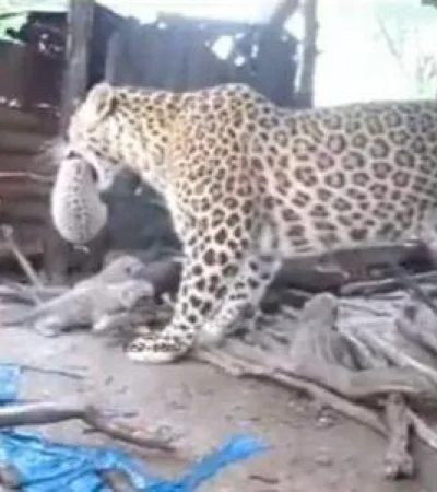 leopardo-video