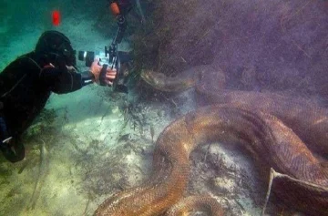 Video: Este buceador no teme al ponerse cara a cara con una anaconda de 6 metros