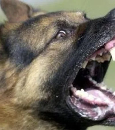 ovejero-alemán-policiales