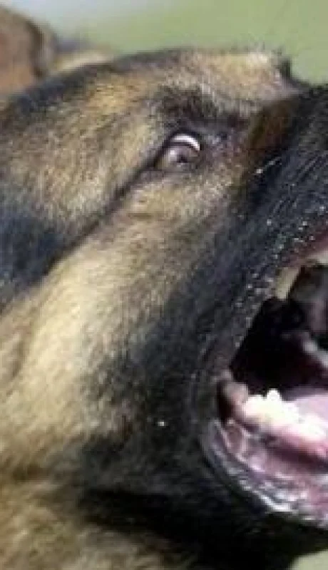 ovejero-alemán-policiales