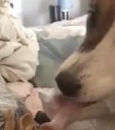 perro-lamiendo-uñas