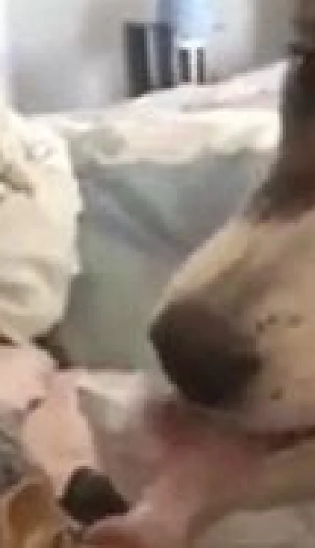 perro-lamiendo-uñas