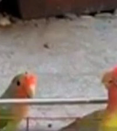 SMJ4BMA5FVASLJJKSXVNXYARTM