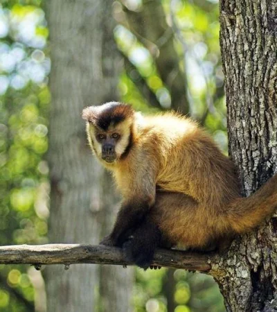 monos-parque-general-sanm-artin