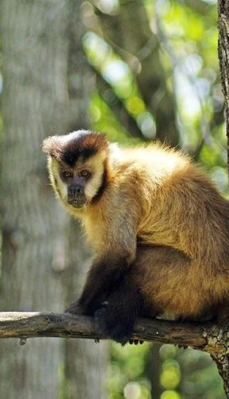 monos-parque-general-sanm-artin