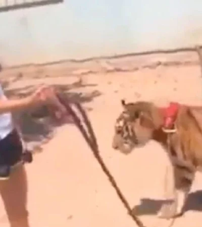 paseando-tigre-video