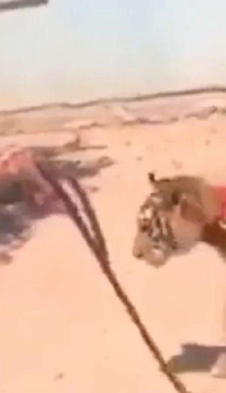 paseando-tigre-video