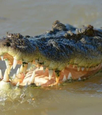 cocodrilo-perro