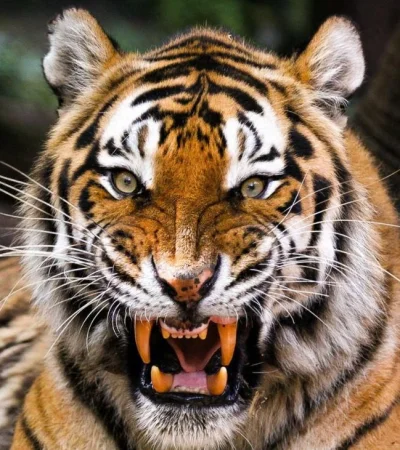 1580391176_720_Tigre-siberiano-vs-oso-grizzly-¿quien-ganaria